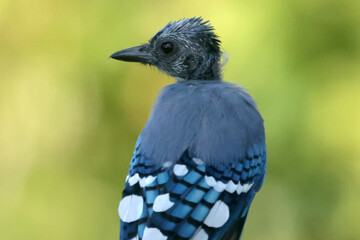 Blue Jay with feathers on head molting and growing in. Last feathers to finish twice yearly molt