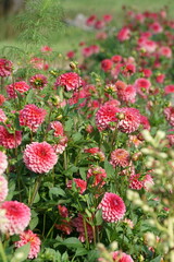 Lilac purple decorative dahlia in the garden. Blossoming pink dahlias, floral background