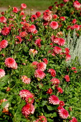 Lilac purple decorative dahlia in the garden. Blossoming pink dahlias, floral background