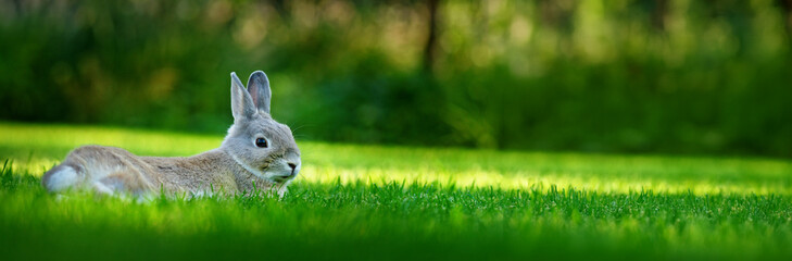 A rabbit sits on a green meadow illuminated by the evening sun.