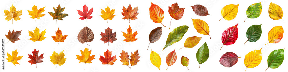 Poster Isolated maple and oak autumn leaves on a transparency background