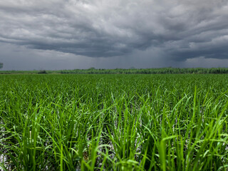 Green rice field with dark sky in rainy day, India, Agriculture, farming, indian farming