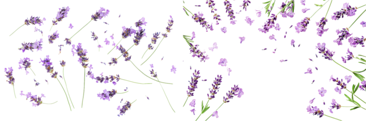 Isolated on a background of natural herbs and botanicals, a lavender bud flower and petal falling from a branch.