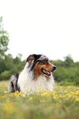 australian shepherd lies on a blooming meadow