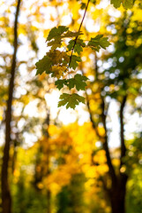 Colorful leaves in the autumn forest