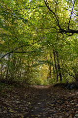 Dirt road in the autumn forest