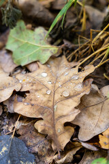 Fallen yellow leaves in autumn