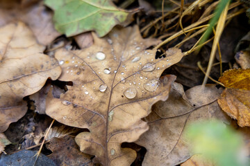 Fallen yellow leaves in autumn
