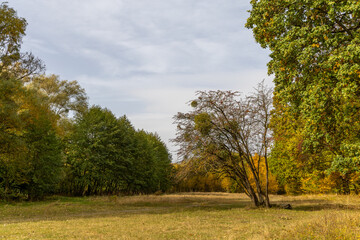 Fototapeta premium Sunny meadow in the autumn forest
