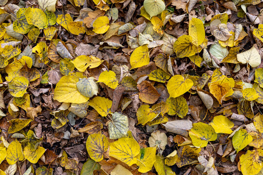 Fallen yellow leaves in autumn
