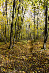 Autumn forest in the sunny day