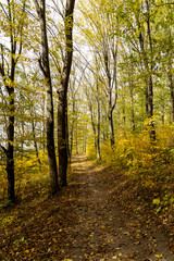 Fototapeta premium Autumn forest in the sunny day