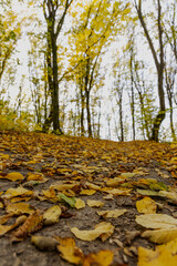 Autumn forest in the sunny day