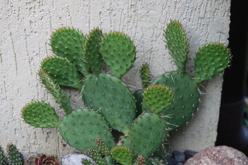 opuntia opuncja humifusa kaktus kwiat żółty