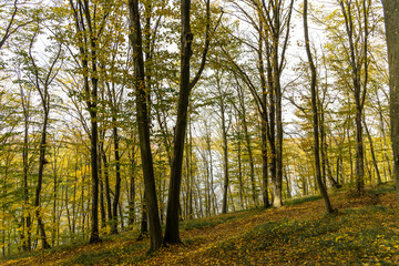Autumn forest in the sunny day