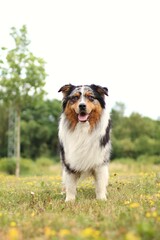 australian shepherd stands on a blooming meadow