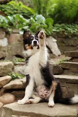 Australian shepherd puppy sitting on the steps and waving his paw