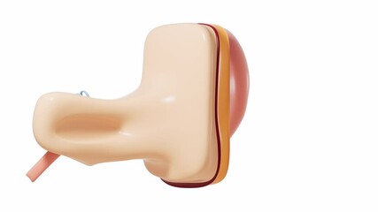 Human auditory system, 3d rendering.