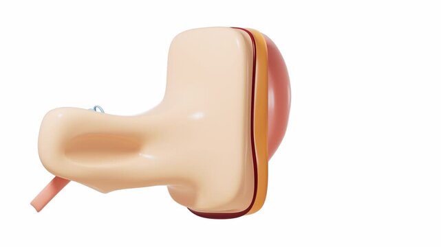 Human auditory system, 3d rendering.