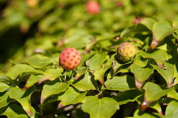 Red fruits of Cornus kousa (also Benthamidia kousa), the Kousa dogwood, is a small deciduous tree.