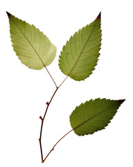 Fototapeta premium PNG Leaf plant green paper.