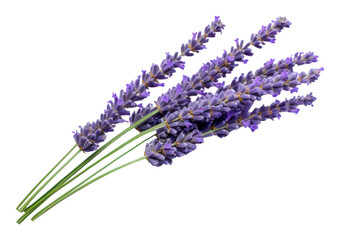 PNG Lavender lavender flower blossom.