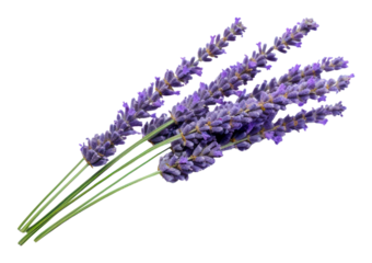 PNG Lavender lavender flower blossom.