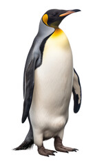 Fototapeta premium PNG Penguin animal bird white background.