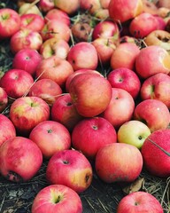 Apples
