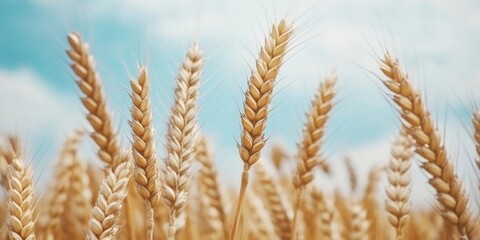 Golden Wheat Fields Swaying in Autumn Breeze: Picturesque Rural Landscape Heralds Bountiful Harvest Season. Symbolic Imagery of Agricultural Abundance, Changing Seasons, and Farmer's Renewed Hope. AI-