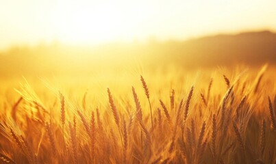 Fototapeta premium Golden Wheat Fields Swaying in Autumn Breeze: Picturesque Rural Landscape Heralds Bountiful Harvest Season. Symbolic Imagery of Agricultural Abundance, Changing Seasons, and Farmer's Renewed Hope. AI-