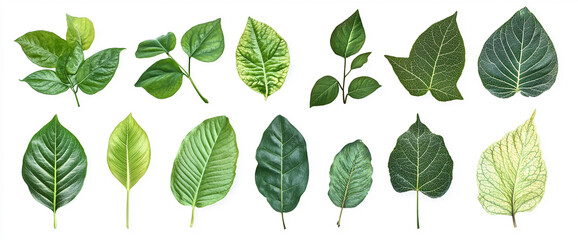 A set of green leaves, isolated on a white background