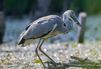 The heron caught a fish