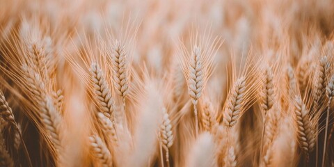 Fototapeta premium Golden Wheat Fields Swaying in Autumn Breeze: Picturesque Rural Landscape Heralds Bountiful Harvest Season. Symbolic Imagery of Agricultural Abundance, Changing Seasons, and Farmer's Renewed Hope. AI-