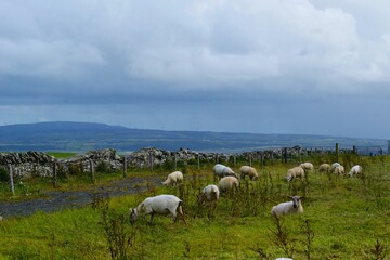 Obraz premium Adult sheep feeding in lush green meadows of Ireland.