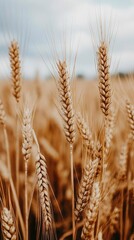 Fototapeta premium Golden Wheat Fields Swaying in Autumn Breeze: Picturesque Rural Landscape Heralds Bountiful Harvest Season. Symbolic Imagery of Agricultural Abundance, Changing Seasons, and Farmer's Renewed Hope. AI-