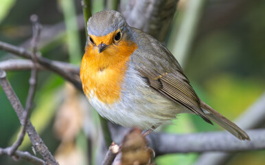 robin on a branch