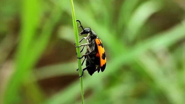 red orange bug in the grass