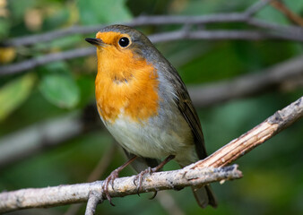 robin on a branch