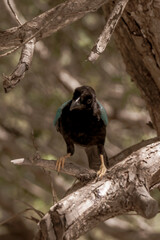 Yucatan jay bird birds in trees tropical jungle nature Mexico.