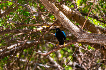 Yucatan jay bird birds in trees tropical jungle nature Mexico.