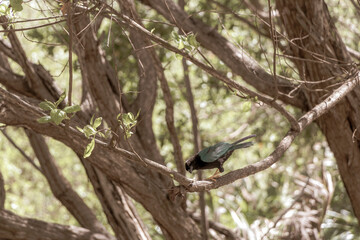 Yucatan jay bird birds in trees tropical jungle nature Mexico.