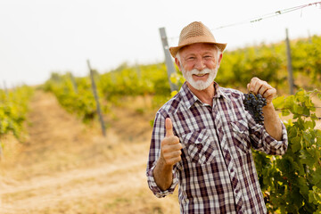 Cheerful elderly man with a straw hat stands in a sunlit vineyard, proudly holding a bunch of grapes and giving a thumbs-up in the afternoon