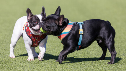 Two French Bulldogs playing with a ball. Off-leash dog park in Northern California.