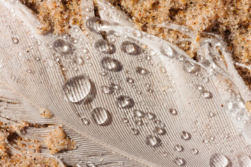 A gull feather, covered with raindrops, lies on the beach sand at Harrington Beach State Park, Belgium, Wisconsin following a recent rain