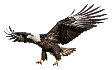 Fototapeta premium PNG Eagle vulture animal flying.