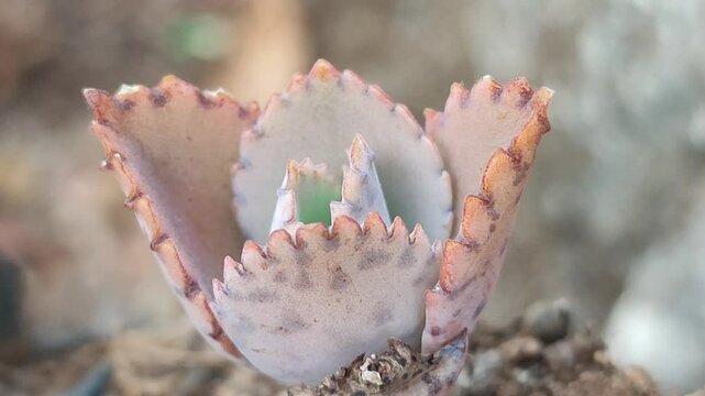 cocor bebek plant that lack water