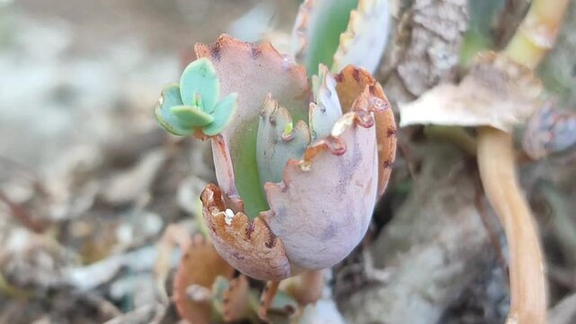 cocor bebek plant that lack water