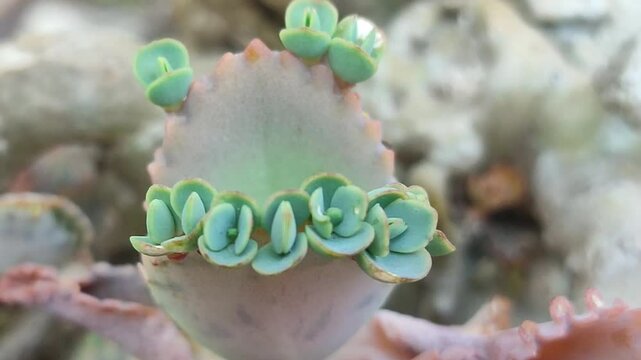 cocor bebek plant that lack water