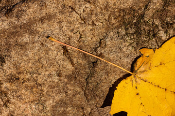 An overhead close-up view of the petiole and partial maple leaf, yellow in autumn, resting on a...